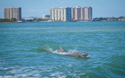 dauphin miami
