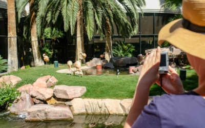 strip visites guidées las vegas en français flamingo