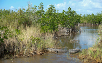 alligatoir everglades visites guidées miami en français