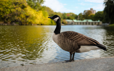 visite guidee new york en français oie central park