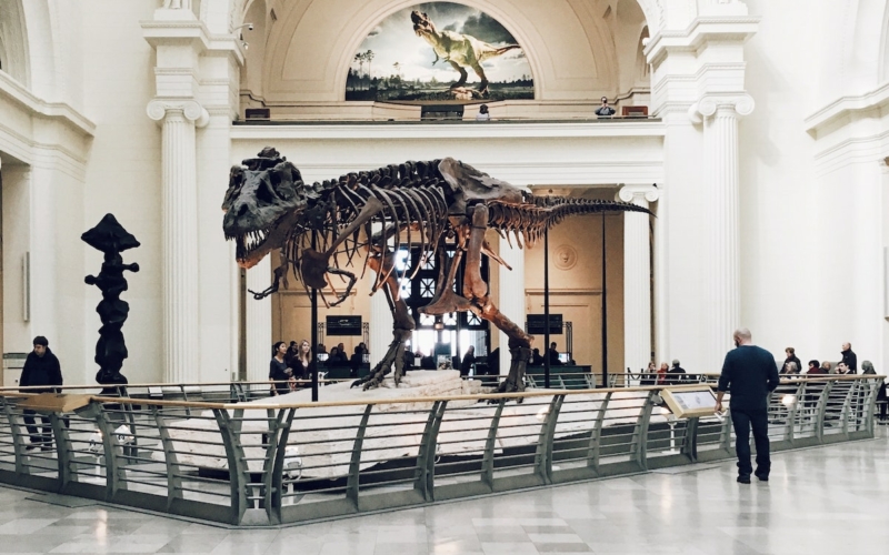 Musée d'histoire naturelle - Chicago