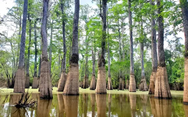 Bayou Nouvelle-Orléans 