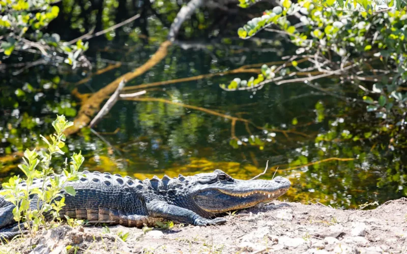 Alligators dans les Everglades à Miami