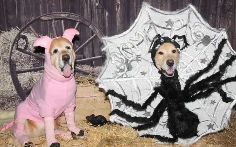 Dog Parade Halloween New York