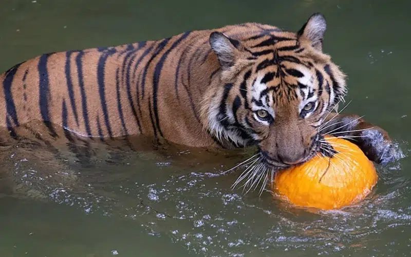 Zoo Boo à auburn park - la nouvelle Orleans