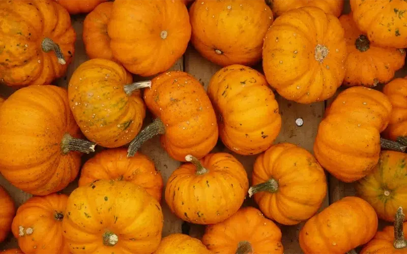 Shawn Pumpkin Patch