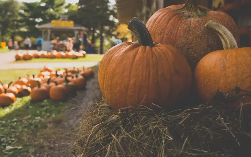 Mr. Bones Pumpkin Patch